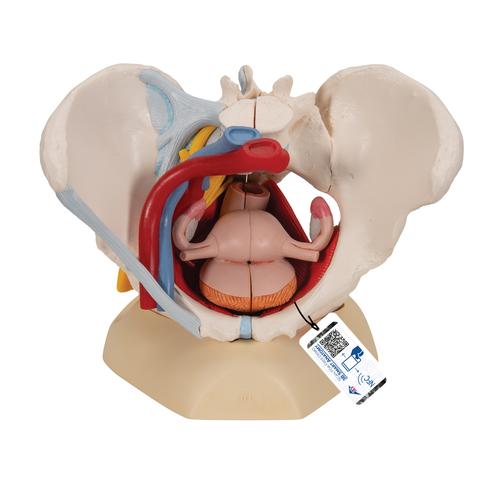 Weibliches Beckenmodell mit B&auml;ndern, Gef&auml;&szlig;en, Nerven, Beckenboden & Organen, 6-teilig, 1000288 [H20/4], Genital- und Beckenmodelle