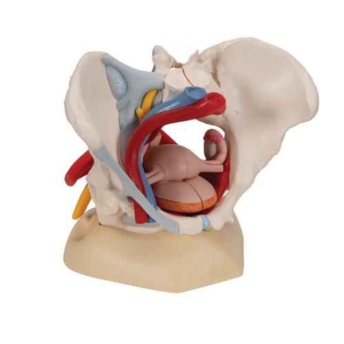 Weibliches Becken Modell mit Bändern, Gefäßen, Nerven, Beckenboden & Organen, 6-teilig - 3B Smart Anatomy, 1000288 [H20/4], Genital- und Beckenmodelle