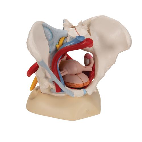 Weibliches Beckenmodell mit B&auml;ndern, Gef&auml;&szlig;en, Nerven, Beckenboden & Organen, 6-teilig, 1000288 [H20/4], Genital- und Beckenmodelle
