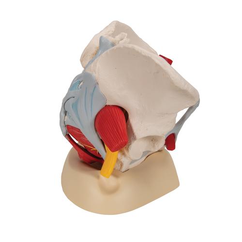 Weibliches Beckenmodell mit B&auml;ndern, Gef&auml;&szlig;en, Nerven, Beckenboden & Organen, 6-teilig, 1000288 [H20/4], Genital- und Beckenmodelle