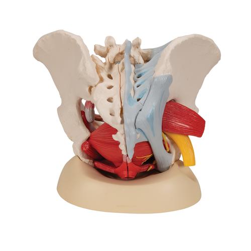 Weibliches Beckenmodell mit B&auml;ndern, Gef&auml;&szlig;en, Nerven, Beckenboden & Organen, 6-teilig, 1000288 [H20/4], Genital- und Beckenmodelle