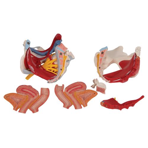 Weibliches Beckenmodell mit B&auml;ndern, Gef&auml;&szlig;en, Nerven, Beckenboden & Organen, 6-teilig, 1000288 [H20/4], Genital- und Beckenmodelle