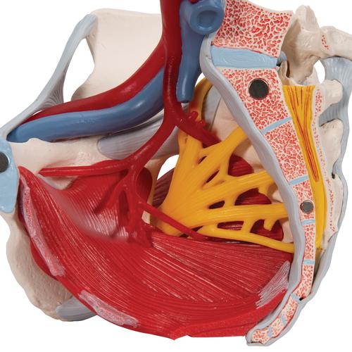 Pélvis feminina com ligamentos, vasos, nervos, assoalho pélvico e órgãos – 6 partes, 1000288 [H20/4], Modelo de genitália e pelve