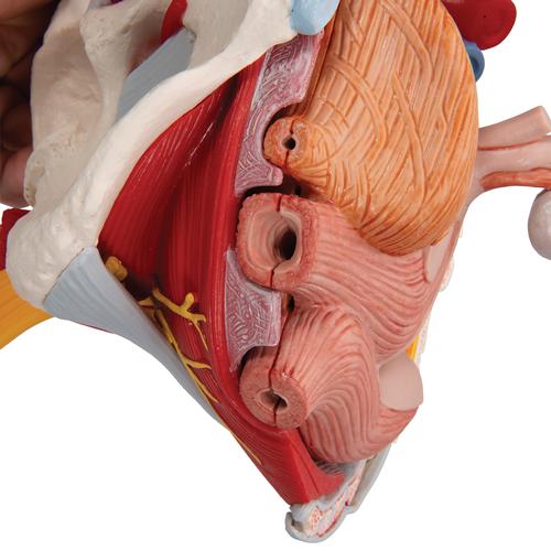 女性骨盆模型（配置韧带、血管、神经、盆底肌群及各个器官），6分体 - 3B Smart Anatomy, 1000288 [H20/4], 生殖和骨盆模型