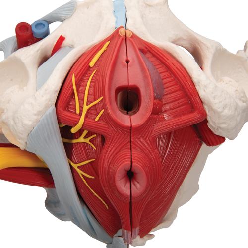 Bassin féminin avec ligaments, vaisseaux, nerfs, plancher pelvien et organes, en six pièces - 3B Smart Anatomy, 1000288 [H20/4], Modèles partie génitale et bassin