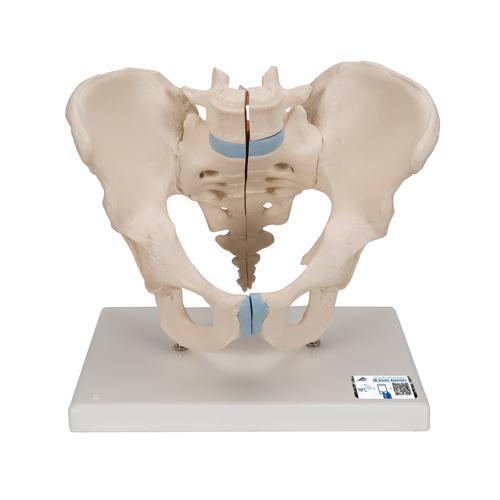 Male Pelvis Skeleton Model, 3 part - 3B Smart Anatomy, 1013026 [H21/1], Genital and Pelvis Models