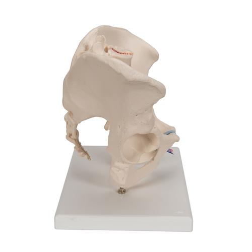Male Pelvis Skeleton Model, 3 part - 3B Smart Anatomy, 1013026 [H21/1], Genital and Pelvis Models