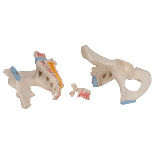 Erkek Pelvis Modeli - 3 parça - 3B Smart Anatomy, 1013026 [H21/1], Cinsel Organ ve Kalça Modelleri