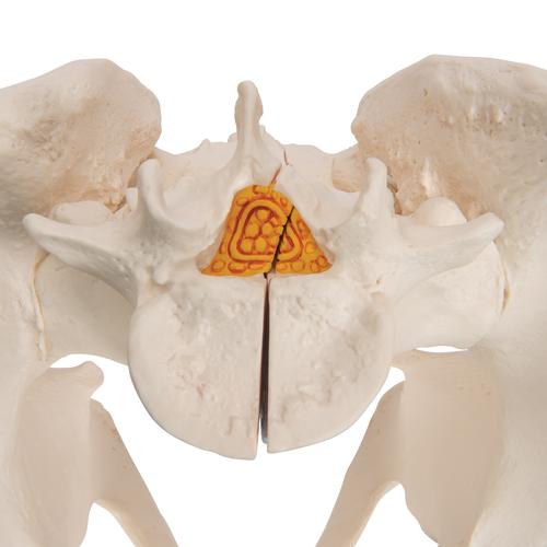 남성 골반모형, 3-파트 Pelvis male, 3-part - 3B Smart Anatomy, 1013026 [H21/1], 생식기 및 골반 모델