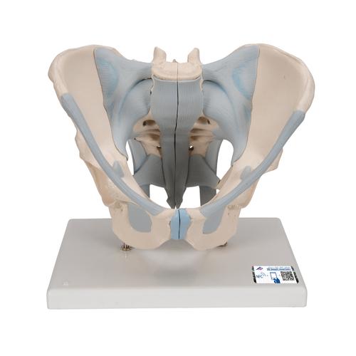 Pelvis masculina con ligamentos, 2 piezas - 3B Smart Anatomy, 1013281 [H21/2], Modelos de Pelvis y Genitales