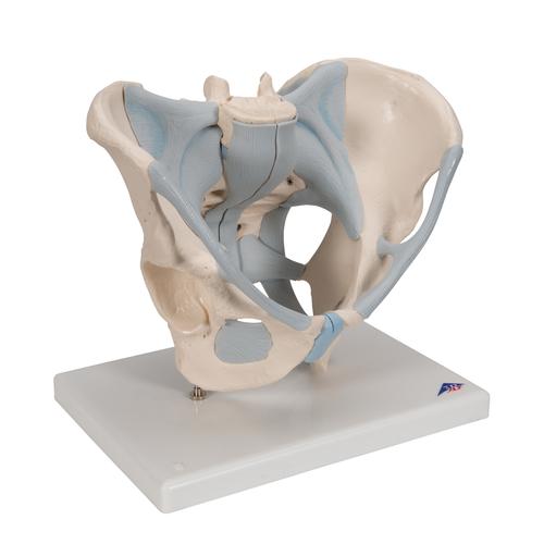 Erkek Pelvis Modeli - 2 parça - 3B Smart Anatomy, 1013281 [H21/2], Cinsel Organ ve Kalça Modelleri