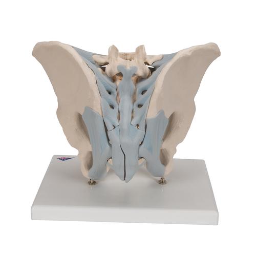 Human Male Pelvis Skeleton Model with Ligaments, 2 part - 3B Smart Anatomy, 1013281 [H21/2], Genital and Pelvis Models