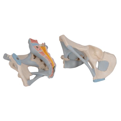带韧带的男性骨盆，2部分 - 3B Smart Anatomy, 1013281 [H21/2], 生殖和骨盆模型