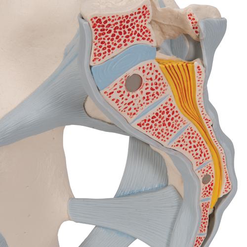 Pelvis masculina con ligamentos, 2 piezas - 3B Smart Anatomy, 1013281 [H21/2], Modelos de Pelvis y Genitales