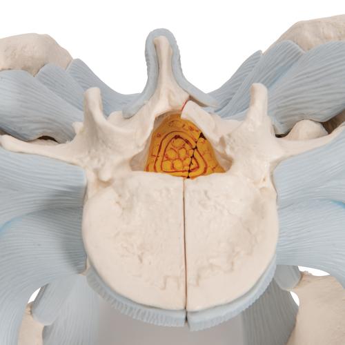 Bassin masculin avec ligaments en 2 parties - 3B Smart Anatomy, 1013281 [H21/2], Modèles partie génitale et bassin