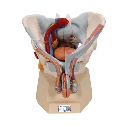 M&auml;nnliches Beckenmodell mit B&auml;ndern, Gef&auml;&szlig;en, Nerven, Beckenboden & Organen, 7-teilig, 1013282 [H21/3], Genital- und Beckenmodelle