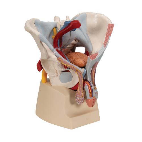 M&auml;nnliches Beckenmodell mit B&auml;ndern, Gef&auml;&szlig;en, Nerven, Beckenboden & Organen, 7-teilig, 1013282 [H21/3], Genital- und Beckenmodelle