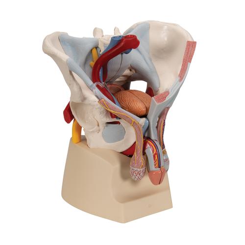 Pelve masculina com ligamentos, vasos, nervos, assoalho pélvico e órgãos, composta por 7 partes, 1013282 [H21/3], Modelo de genitália e pelve