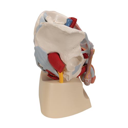M&auml;nnliches Beckenmodell mit B&auml;ndern, Gef&auml;&szlig;en, Nerven, Beckenboden & Organen, 7-teilig, 1013282 [H21/3], Genital- und Beckenmodelle