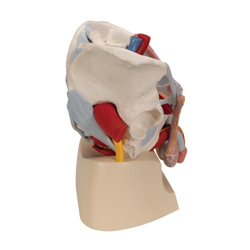 인대, 혈관, 신경, 골반 기저부, 기관이 있는 남성 골반모형 (7파트) Male Pelvis Skeleton Model with Ligaments, Vessels, Nerves, Pelvic Floor Muscles & Organs, 7 part - 3B Smart Anatomy, 1013282 [H21/3], 생식기 및 골반 모델