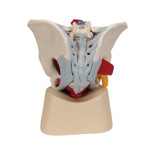 M&auml;nnliches Beckenmodell mit B&auml;ndern, Gef&auml;&szlig;en, Nerven, Beckenboden & Organen, 7-teilig, 1013282 [H21/3], Genital- und Beckenmodelle