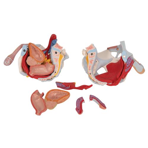 M&auml;nnliches Beckenmodell mit B&auml;ndern, Gef&auml;&szlig;en, Nerven, Beckenboden & Organen, 7-teilig, 1013282 [H21/3], Genital- und Beckenmodelle