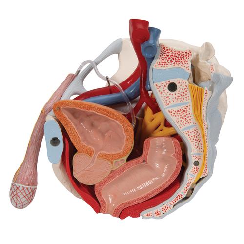 Bassin masculin avec ligaments, vaisseaux, nerfs, plancher pelvien et organes en 7 parties - 3B Smart Anatomy, 1013282 [H21/3], Modèles partie génitale et bassin