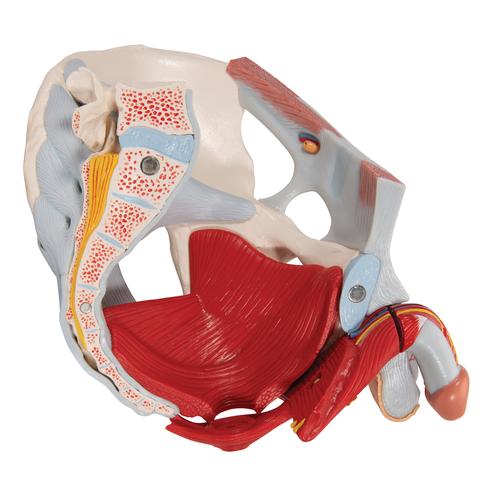 Bassin masculin avec ligaments, vaisseaux, nerfs, plancher pelvien et organes en 7 parties - 3B Smart Anatomy, 1013282 [H21/3], Modèles partie génitale et bassin