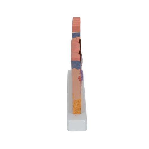 Hautschnitt Modell, 40-fache Gr&ouml;&szlig;e, 1000290 [J11], Hautmodelle