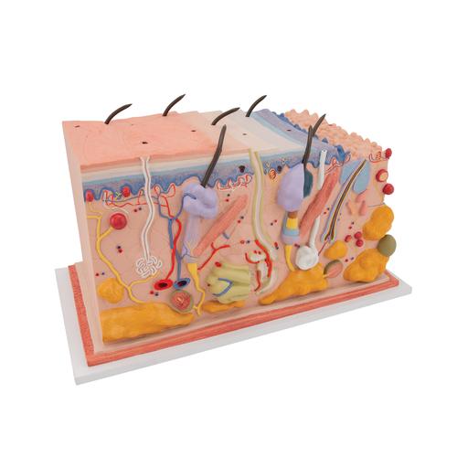 La peau, modèle en bloc, agrandi 70 fois - 3B Smart Anatomy, 1000291 [J13], Modèles de dermes