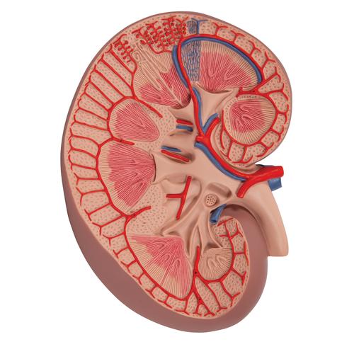 Sección básica del riñón, 3 veces su tamaño natural - 3B Smart Anatomy, 1000295 [K09], Modelos del Sistema Urinario