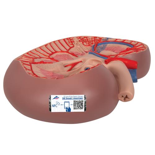 Coupe du rein, agrandi 3 fois, version de base - 3B Smart Anatomy, 1000295 [K09], Modèles de systèmes urinaires