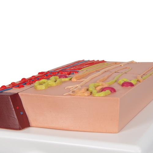 Nephron Modell mit Blutgefäßen, 120-fache Größe - 3B Smart Anatomy, 1000297 [K10/1], Harnapparatmodelle