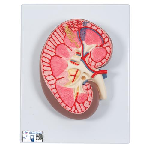 신장 단면 모형, 실제크기3배
Kidney Section, 3 times full-size - 3B Smart Anatomy, 1000296 [K10], 비뇨기계 모형