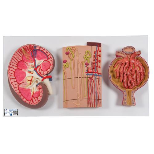 Modell Serie mit Nierenschnitt, Nephron, Blutgefäßen & Nierenkörperchen - 3B Smart Anatomy, 1000299 [K11], Harnapparatmodelle