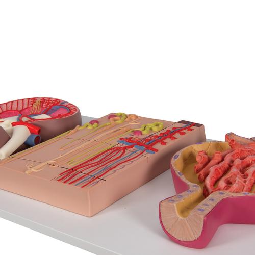 Rins, néfrons, vasos sanguíneos e corpúsculo renal, 1000299 [K11], Modelo de sistema urinário
