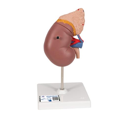 Kidney Model with Adrenal Gland, 2 part - 3B Smart Anatomy, 1014211 [K12], Urology Models