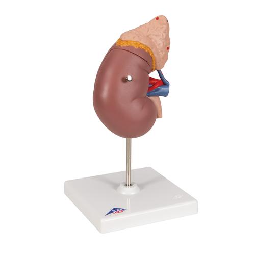 El riñón con glándula adrenal, en 2 piezas - 3B Smart Anatomy, 1014211 [K12], Modelos del Sistema Urinario