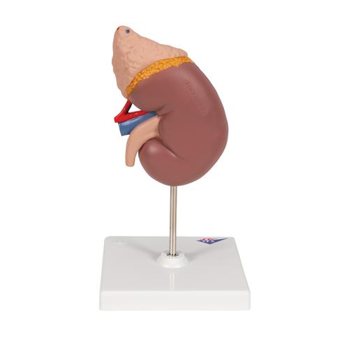 Rim com glândula adrenal, 2 partes, 1014211 [K12], Modelo de sistema urinário
