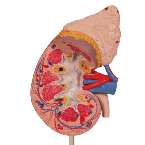 Rim com glândula adrenal, 2 partes, 1014211 [K12], Modelo de sistema urinário