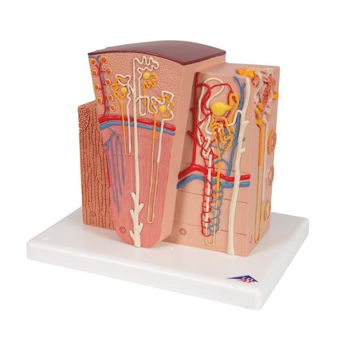 3B MICROanatomy Riñón - 3B Smart Anatomy, 1000301 [K13], Modelos del Sistema Urinario