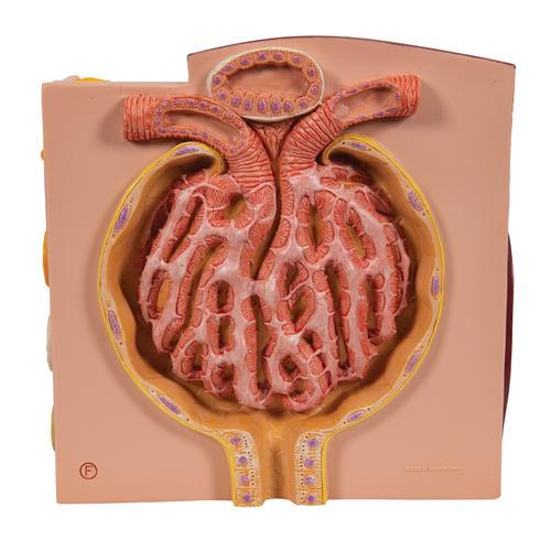 3B MICROanatomy肾脏模型 - 3B Smart Anatomy, 1000301 [K13], 微观解剖模型。