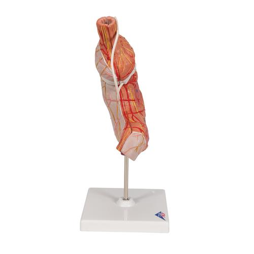 Modelo de banda gástrica, 1012787 [K15/1], Modelo de sistema digestivo