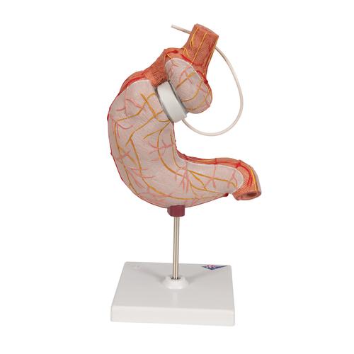 Modello di bendaggio gastrico - 3B Smart Anatomy, 1012787 [K15/1], Modelli di Sistema Digerente