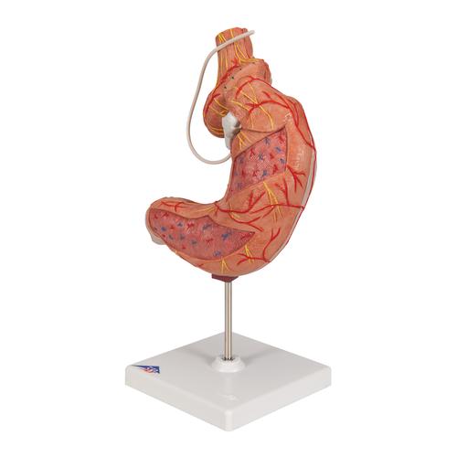 胃束带模型, 1012787 [K15/1], 消化系统