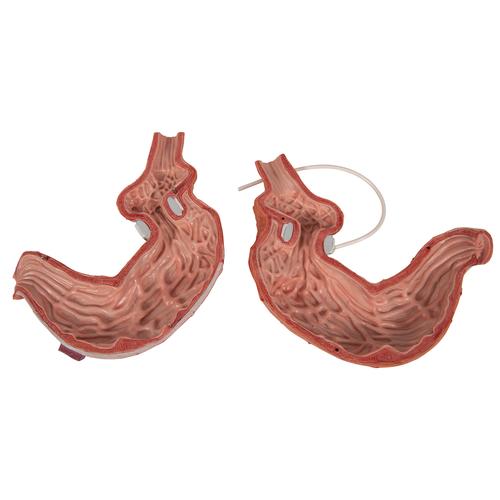 Modelo de banda gástrica, 1012787 [K15/1], Modelo de sistema digestivo