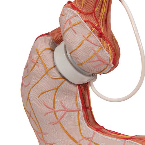 Modelo de banda gástrica - 3B Smart Anatomy, 1012787 [K15/1], Modelos del Sistema Digestivo