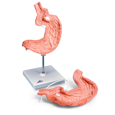 Modèle Bande Gastrique - 3B Smart Anatomy, 1012787 [K15/1], Modèles de systèmes digestifs