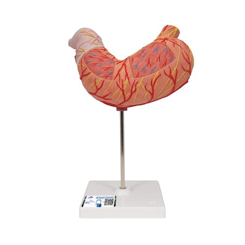 Модель желудка, 2 части - 3B Smart Anatomy, 1000302 [K15], Модели пищеварительной системы человека
