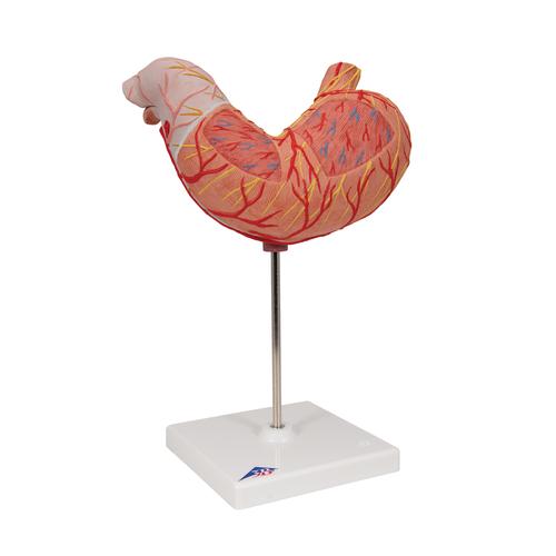 胃模型，2部分 - 3B Smart Anatomy, 1000302 [K15], 消化系统